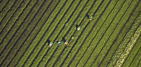 Pure Plackerei: Erntehelfer auf weiter Flur in der Nähe von Sout...