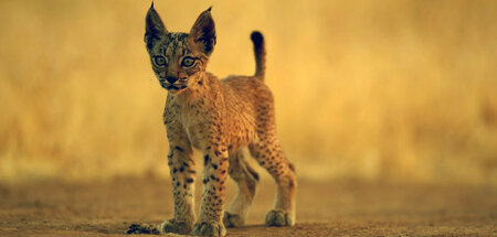 Pardelluchse gibt es kaum noch in Europa: »Wildkatzen und Wildhu...