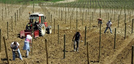 Hungerlöhne und pure Plackerei: Alltag auf den Feldern bei der E... Hungerlöhne und pure Plackerei: Alltag auf den Feldern bei der E...