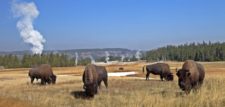 Auch im Yellowstone-Nationalpark waren Bisons nicht vor Ausrottu...