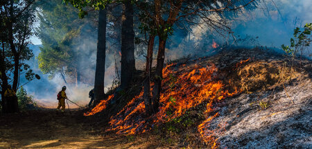Waldbrand oder Weltbrand? – »Planet im Wandel«