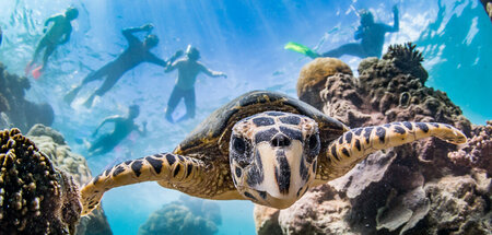 Ningaloo Reef in Westaustralien: Rohstoffklau in Ozeantiefen kön...