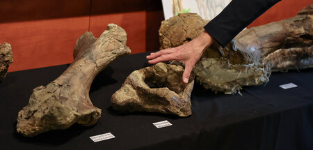 Fossile Knochen eines bei Erding gefundenen Dinotheriums (Taufki