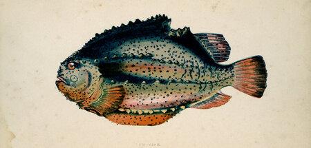 Sieht dümmer aus, als er ist: Gemeiner Lumpfisch