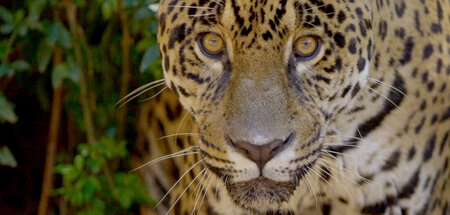 Jaguar im Nationalpark Santa Rosa – Gute Nachrichten vom Planete...