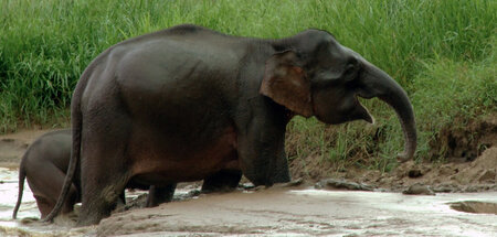 Auch Elefanten reagieren dünnhäutig auf Wassermangel