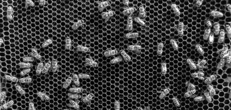 »Wo sind glücklichere, wo wundersamere Wesen als die Bienen? Und...