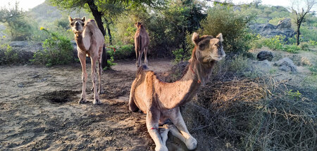 Dromedare machen Päuschen in der Steppe Rajasthans: »Hüter der E...