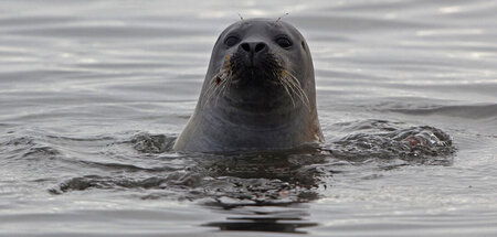 Wo der Rhein in die Nordsee mündet, planschen vergnügte Seehunde
