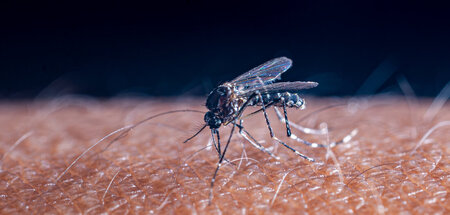 Die Malaria übertragende Stechmücke Anopheles benötigt für ihre ...