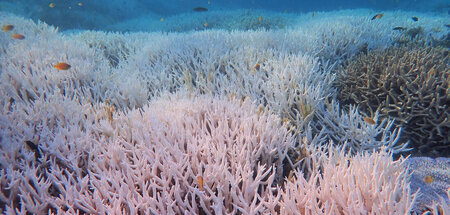 Teil einer globalen Korallenbleiche: Great Barrier Reef im Somme...