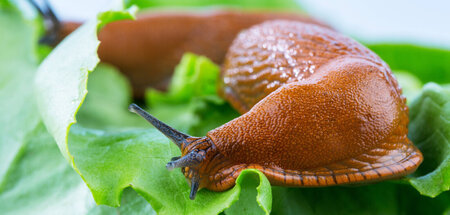 Schnecke Nimmersatt