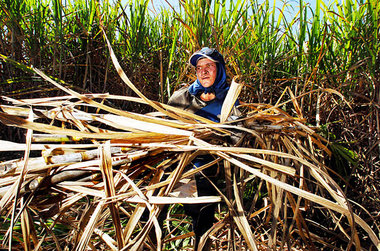 Zuckerrohrplantage in Piracicaba. Mit einem nationalen Rahmenabk... Zuckerrohrplantage in Piracicaba. Mit einem nationalen Rahmenabk...