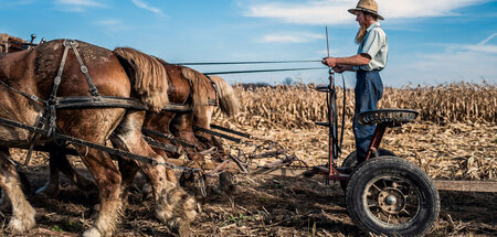 Ist Gummibereifung nicht des Teufels? Amish-Farmer bei der Felda... Ist Gummibereifung nicht des Teufels? Amish-Farmer bei der Felda...