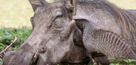 Das muss Liebe sein: In Uganda gehen die Warzenschweine mit den ...