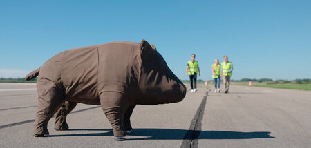 Gegen Artensterben auf der Straße: Trainiert mit Wildschweindumm...