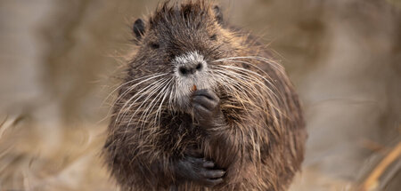 Biber nicht vergessen: Reicht uns die Hände, liebe Mitnagetiere