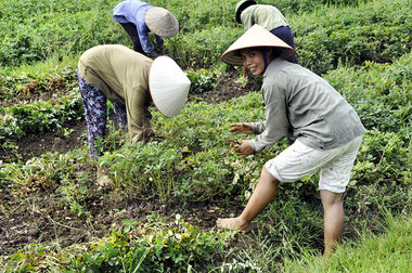 Bäuerinnen bei der Erdnußernte nahe Tam Coc am Ngo-Dong-Fluß