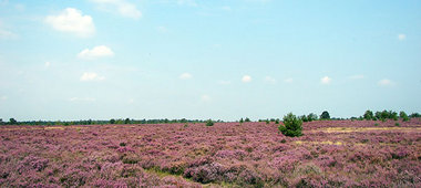 »Im Grunde wandern da zwei durch die Heide« – Lüneburger Heide o...