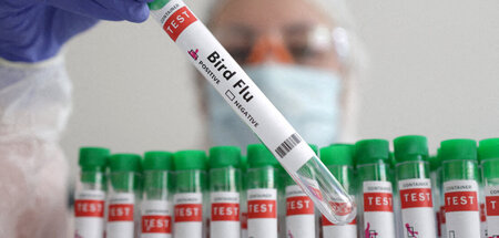 Vogelgrippeviren im Test (14.1.2023)