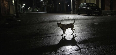 »Die Angst / Ein streunender Hund« – Fabian Lenthe