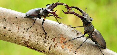 In etwa so muss sich Herbert Spencer »Survival of the Fittest« v...