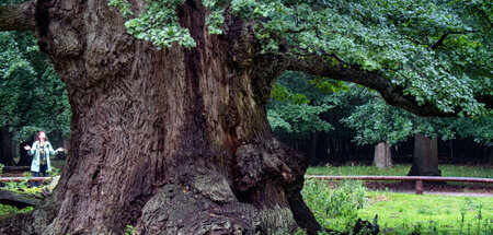 Dickes Ding: 1.000jährige Ivenacker Eiche in Mecklenburg