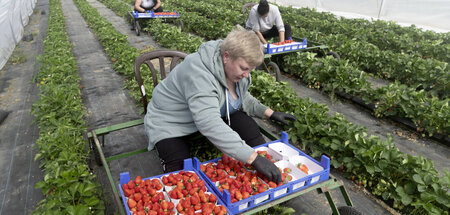 Arbeiterinnen aus Rumänien pflücken Erdbeeren unter einem Folien... Arbeiterinnen aus Rumänien pflücken Erdbeeren unter einem Folien...