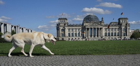 Abgeordnete auf den Hund gekommen: Laut Wissenschaftlichen Diens...
