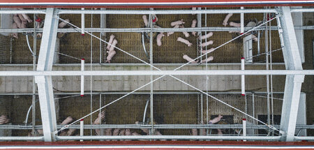 Große Schweine- und Geflügelmastanlagen haben bis zum Jahr 2030 ... Große Schweine- und Geflügelmastanlagen haben bis zum Jahr 2030 ...