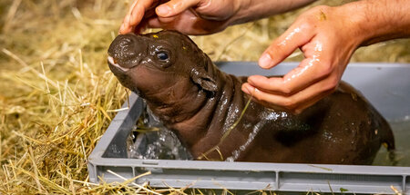 Erstes_Bad_fuer_Baby_82825332.jpg