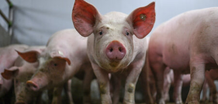 Mastbetrieb mit Vollspaltböden im Emsland: Was grunzt du so, du ...