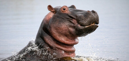Besser nicht krumm kommen: Flusspferd im Okavangodelta