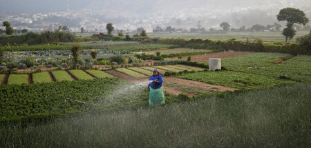 Eine guatemaltekische Landarbeiterin bewässert Zwiebelanpflanzun...
