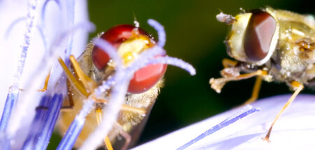 Insekten: Wie Scheiße am Schuh, man wird sie nicht los
