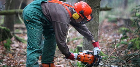 Keine Straftat: Das Abholzen, Entwalden und solcherlei Taten am ...