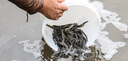 Eimerweise in der Lippe in Westfalen ausgesetzt, um später wiede...