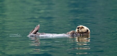 Otter kennen das ozeanische Gefühl besonders gut