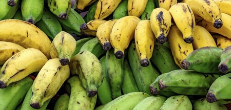 Gentechnik soll die Dessertbanane vor Pilzbefall retten … Gentechnik soll die Dessertbanane vor Pilzbefall retten …