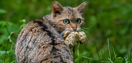 Fast bis zur Ausrottung gejagt: Felis silvestris