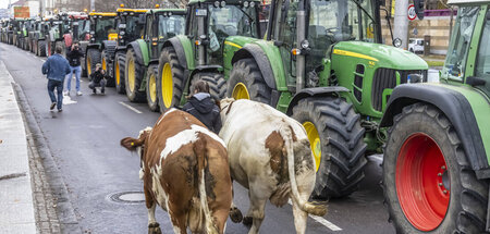 So soll’s wieder sein in der heißen Protestphase: Massenaufmarsc...