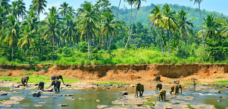 400 Elefanten sind stets auf der Suche nach Nahrung und Wasser