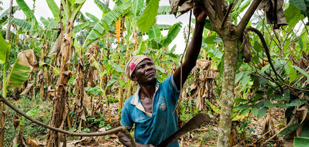 Kakaobauer auf einer Farm im Osten Ghanas (Kwabeng, 28.2.2024)