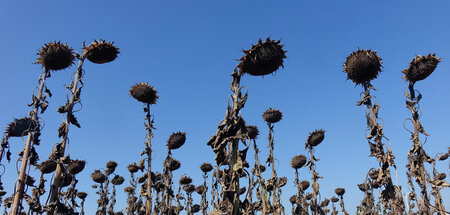 Wirkt ziemlich vertrocknet: Ein Feld voller »blühender« (Sonnenb...