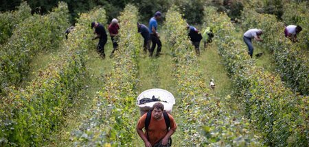 Weinlese_in_der_Wein_83432996.jpg
