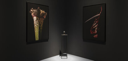 »Wenn Blumen sterben, haben sie diese seltsame Intensität in sic...