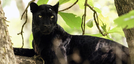 Baghira, der schwarze Panther