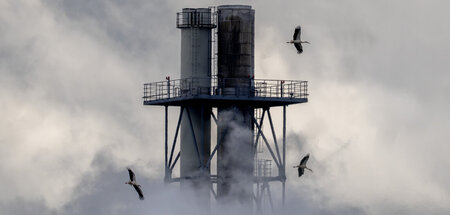 Auch auf dem Weg in den Süden: Störche am BASF-Sitz in Ludwigsha...