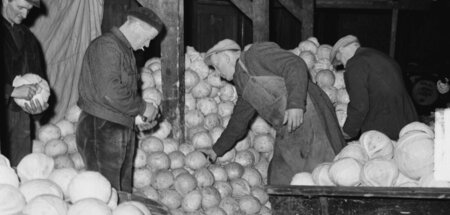Waren es der Dottenfelder Dauer, Domarna oder Marner Weißkohl? W...