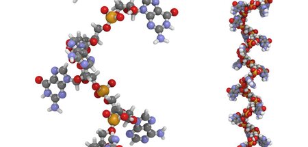 Klein und wichtig: Eine Mikro-RNA, hier als Modell dargestellt